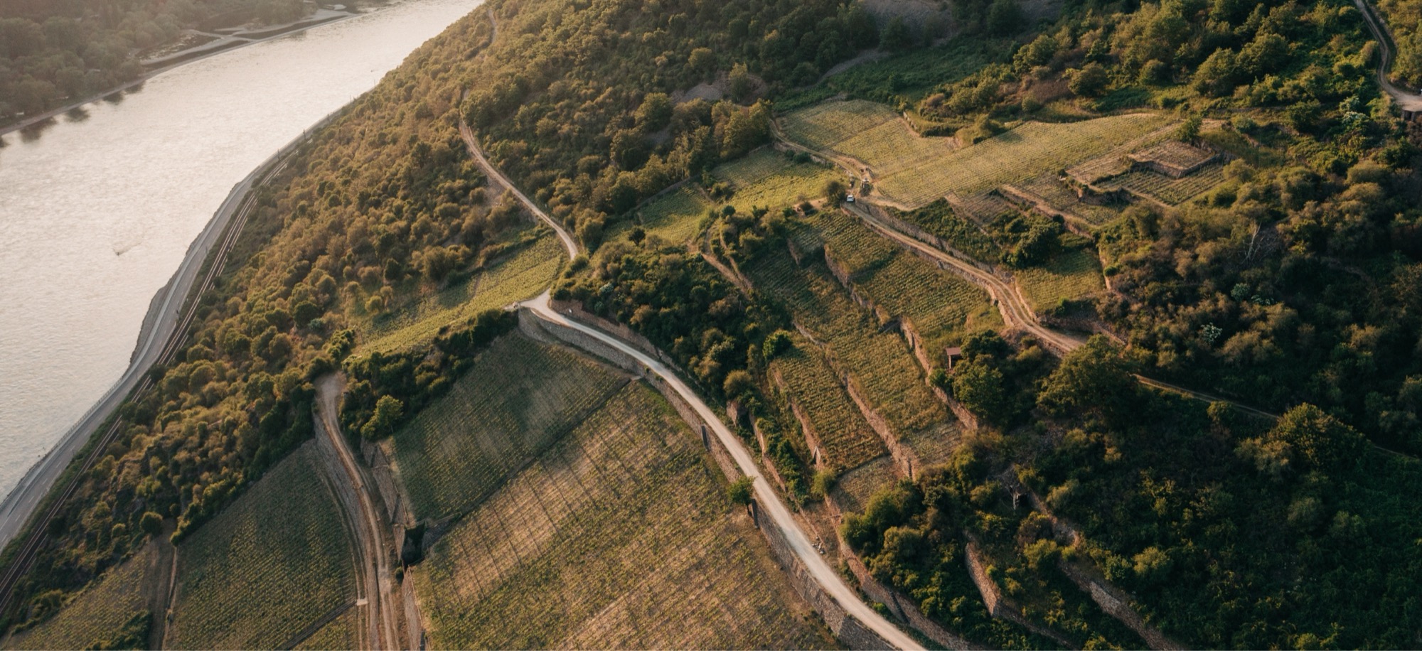 Wijngaarden van Weingut Leitz, Rheingau